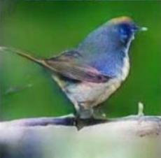bird